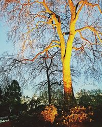 Low angle view of tree against sky