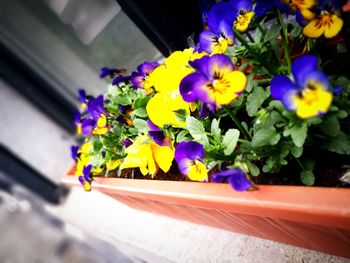 Close-up of multi colored flower pot