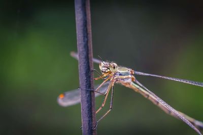 Close-up of insect on twig