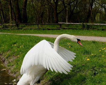 Close-up of swan on grass by lake