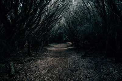 View of trees in forest