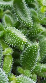 Close-up of succulent plant