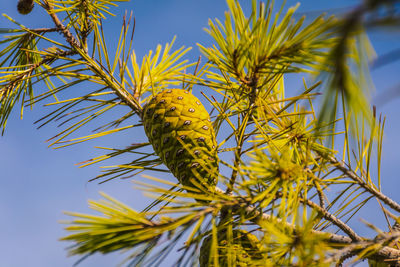 Low angle view of yellow flower against sky