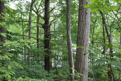 Trees in forest against sky