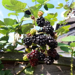 Low angle view of grapes on tree