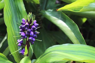 Close-up of purple flowers blooming outdoors