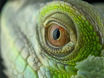 Close-up of lizard