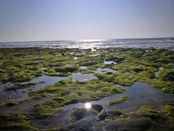 Scenic view of sea against clear sky
