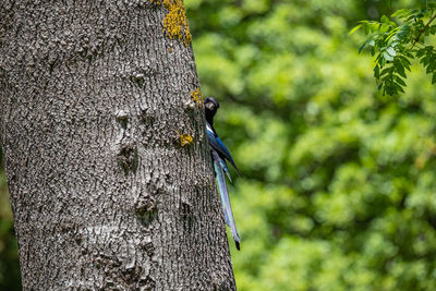 Close-up of bird perching on tree trunk