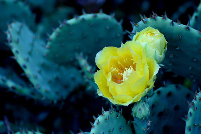 Close-up of yellow flowering plant in sea