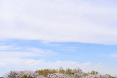 Trees on landscape against sky