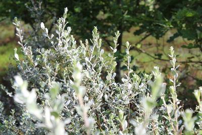 Plants growing on tree