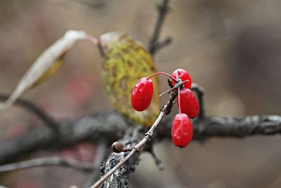 Close-up of red berries growing on tree