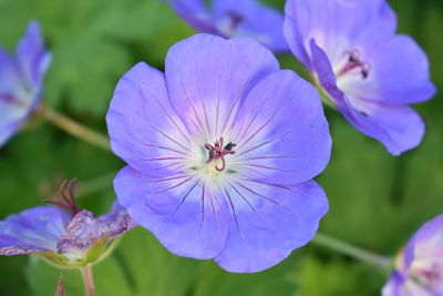 Close-up of purple flowering plant