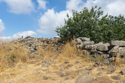 Plants growing on rocks against sky