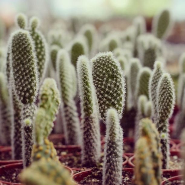 growth, close-up, plant, focus on foreground, cactus, thorn, nature, freshness, spiked, beauty in nature, fragility, flower, sharp, growing, stem, bud, leaf, botany, selective focus, green color