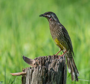 Wattlebird with prey in beak perching on weathered wooden post