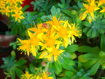 Close-up of yellow flower