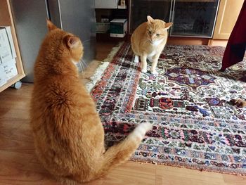 Cat sitting on floor