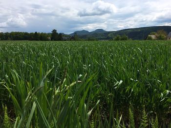 Scenic view of field against cloudy sky