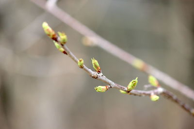 Close-up of buds on twig