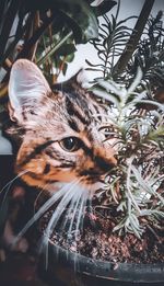 Close-up portrait of a cat