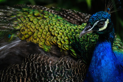 Close-up of peacock