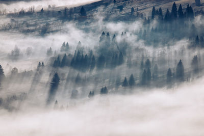 Panoramic view of trees on landscape against sky