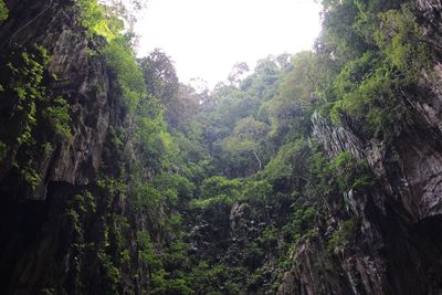 Scenic view of forest against sky