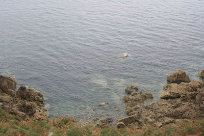 High angle view of bird on rock by sea