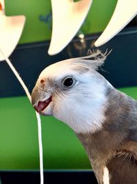 Close-up of cockatiel