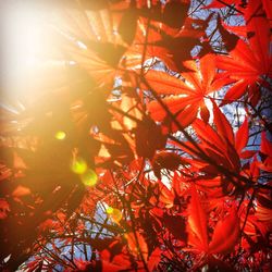 Close-up of autumn leaves on tree