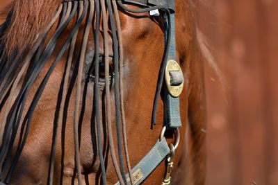 Close-up of horse cart