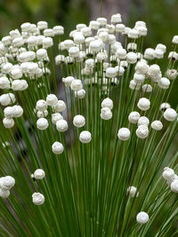 Close-up of white flowering plants