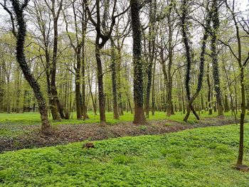 View of trees in forest