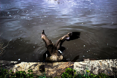 Bird in lake