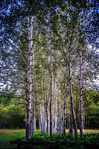 Trees in forest