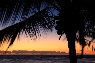 Silhouette of palm trees at sunset