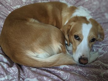 Close-up portrait of dog resting on bed at home