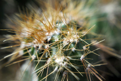 Close-up of caterpillar on plant