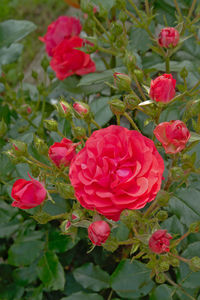 Close-up of red roses