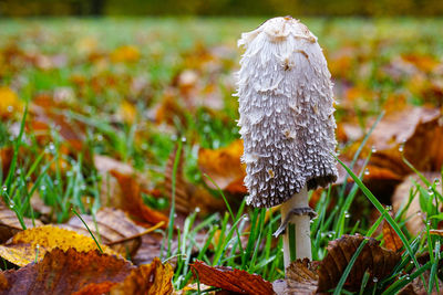 Close-up of mushroom on field during autumn