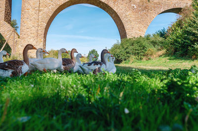 Herd of domestic geese on background of high stone bridge. summer cute landscape with waterfowl.