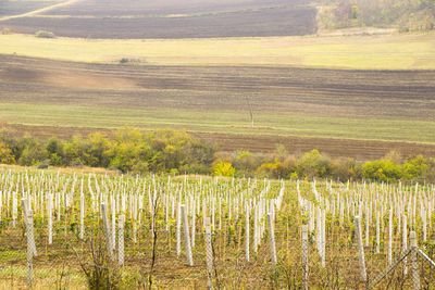 Scenic view of vineyard