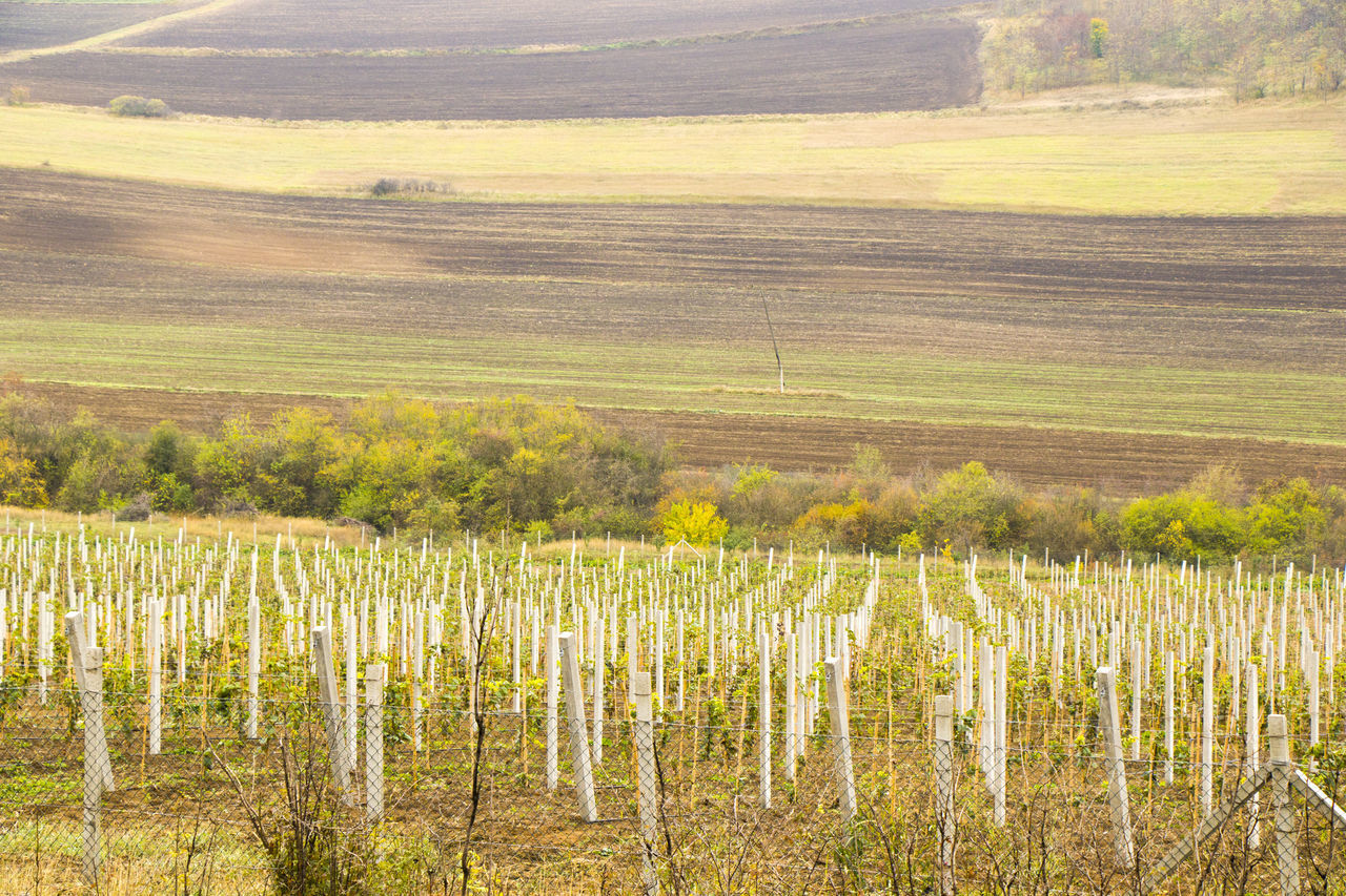 SCENIC VIEW OF VINEYARD AGAINST FARM