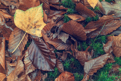 High angle view of dry leaves on field