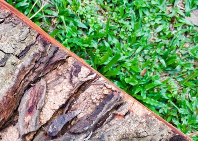 Close-up of lizard on tree trunk