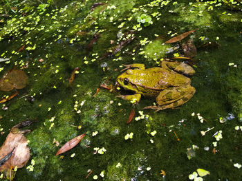 High angle view of frog swimming in lake