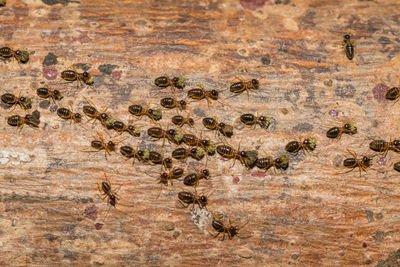 High angle view of ants on tree trunk