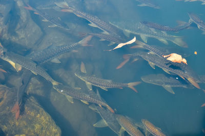 Aerial view of fish underwater